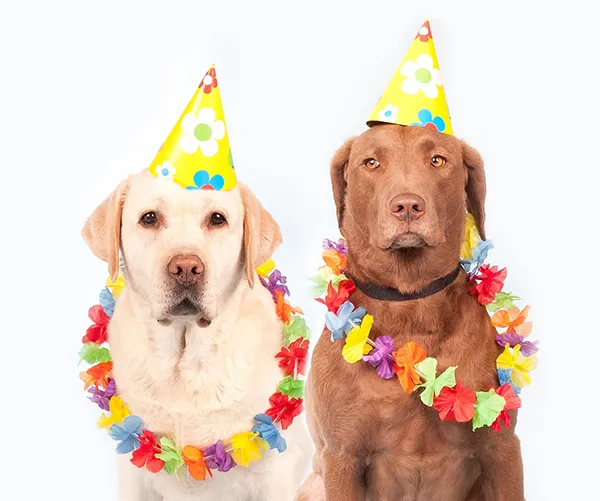 Dogs image
